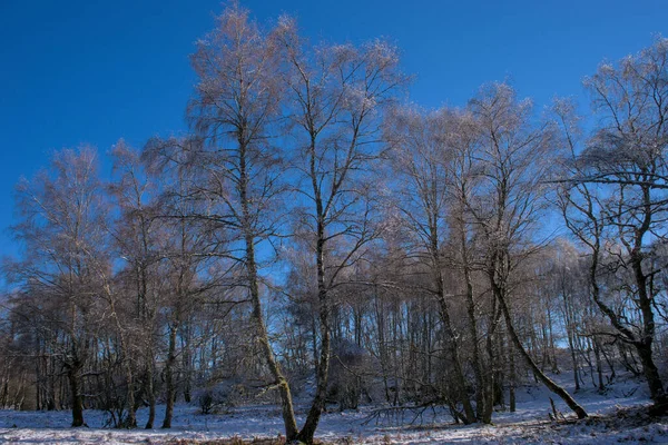 Winter Landscape Auvergne Forest Puy Des Goules Puy Dome — 스톡 사진