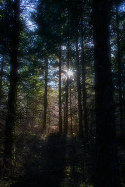 Auvergne vahşi ormanı, köknar ağaçları ışığa ve gün ışığına karşı