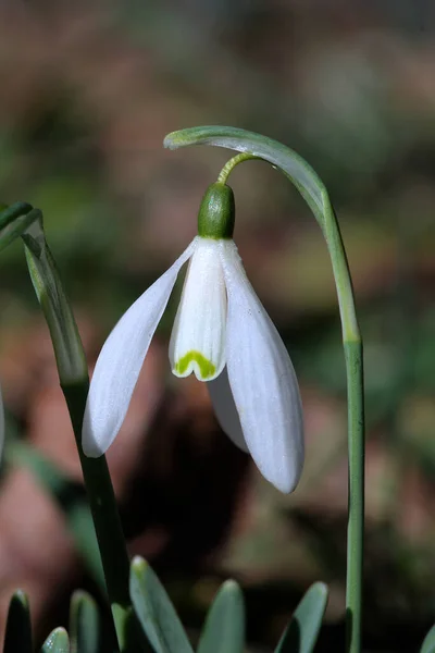 Pequeñas Flores Blancas Las Primeras Nevadas Primavera —  Fotos de Stock