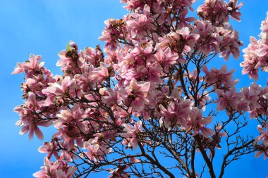 Çiçekli manolya dalları, büyüleyici pembe çiçekler.