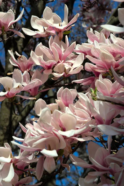 树上的粉红 白相间的木兰花 — 图库照片