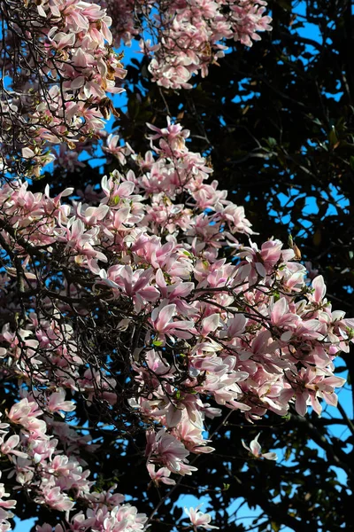 Close Rosa Flores Magnólia Branca Árvore — Fotografia de Stock