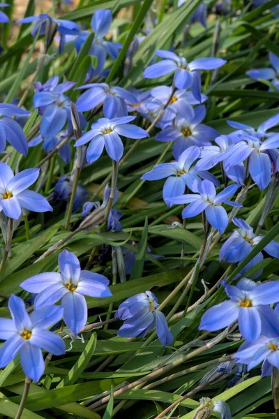 Cluster Blue Flowers Ipheion Uniflorum Star Spring Close — Stock Photo, Image