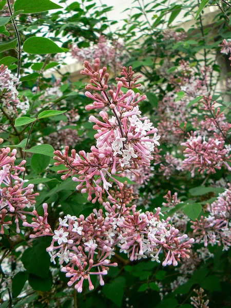 Floración Rosa China Lila Arbusto Syringa Microphylla Superba Jardín —  Fotos de Stock