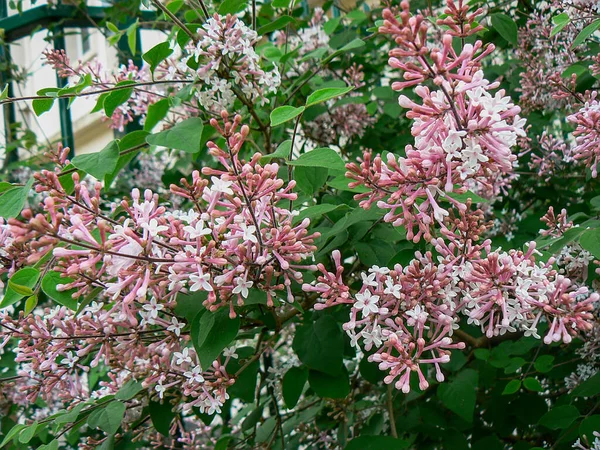 Квітучі Рожеві Кущі Китайських Лілаків Syringa Microphylla Superba Саду — стокове фото