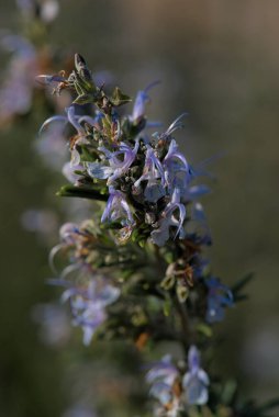 top of blue rosemary flowers (rosmarinus officinalis) close up