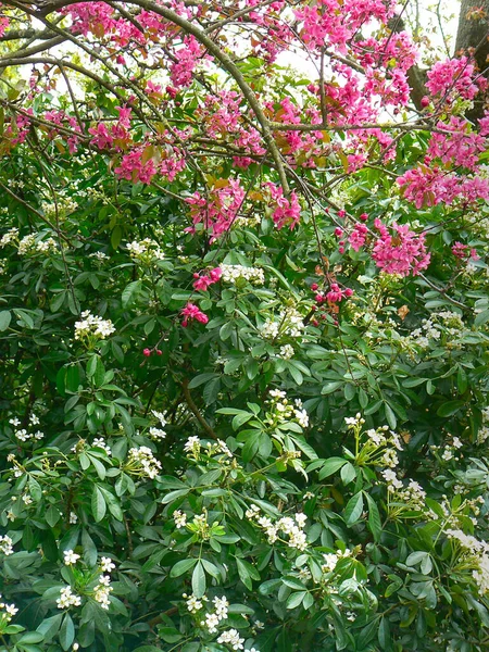루앙의 광장에 분홍색 꽃들로 이루어진 — 스톡 사진