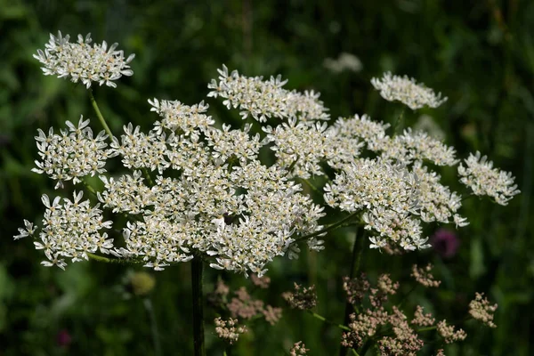 Wild Angelica Forest Angelica Herbe Aux Disadians Sylvestre Angelica 라고도 — 스톡 사진