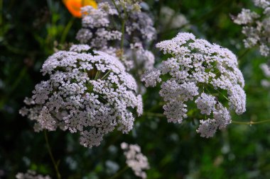 Yeşil Anis 'in beyaz çiçekleri (Pimpinella anisum)