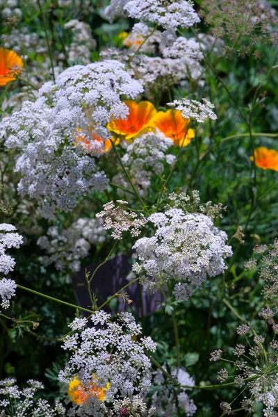 Yeşil Anis Beyaz Çiçekleri Pimpinella Anisum — Stok fotoğraf