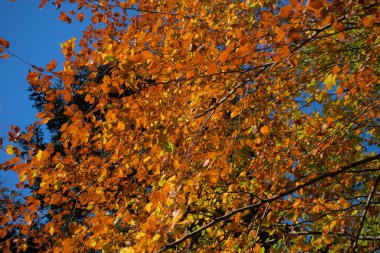 Autumn forest, undergrowth with green, yellow and golden foliage in Auvergne