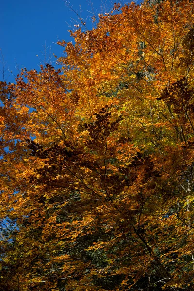 Autumn Forest Undergrowth Green Yellow Golden Foliage Auvergne — Stockfoto