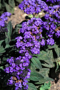 small blue garden flowers of Peruvian heliotrope, Heliotropium arborescens