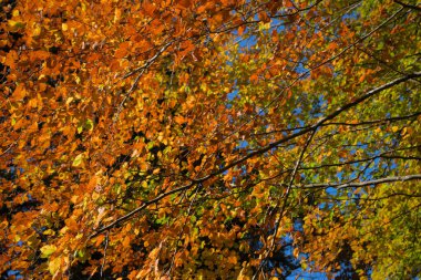 Autumn forest, undergrowth with green, yellow and golden foliage in Auvergne