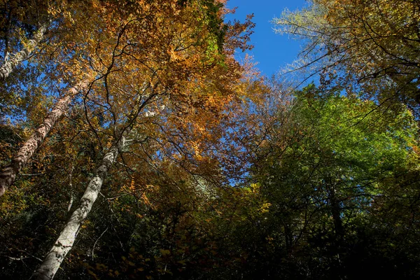 Autumn forest, undergrowth with green, yellow and golden foliage in Auvergne