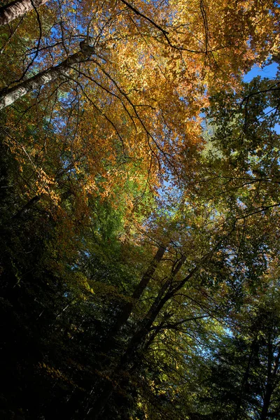 Autumn Forest Undergrowth Green Yellow Golden Foliage Auvergne — Stockfoto