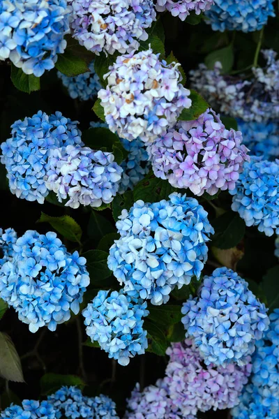 Arvoredo Flores Hortênsia Azul Hortênsia — Fotografia de Stock