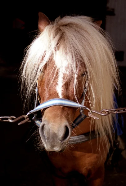 Schattig shetland pony in stal — Stockfoto
