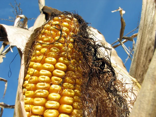 Kukuřice v podzimní kukuřičném — Stock fotografie