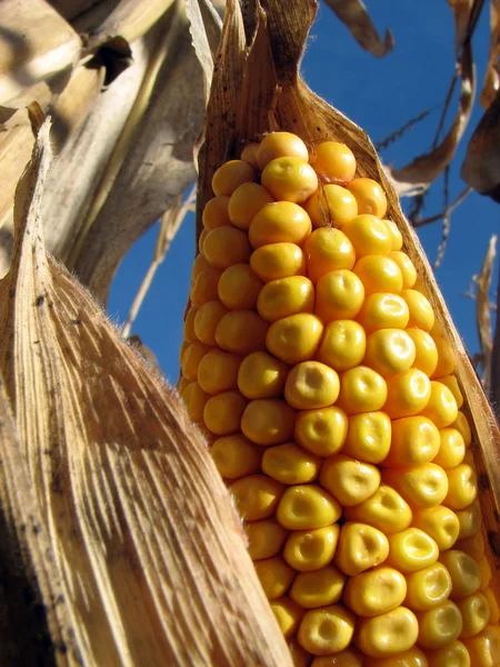 Arany kukorica és a kék ég — Stock Fotó