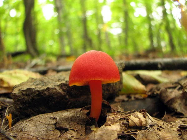 Сияющий красный гриб — стоковое фото