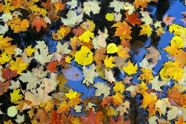 Feuilles d'érable dorées sur l'eau — Photo