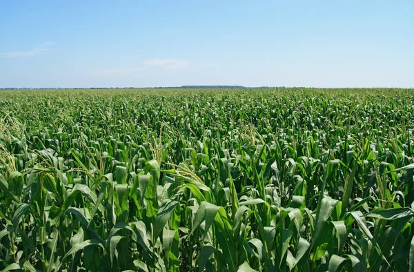 Cornfield verde sob o céu azul — Fotografia de Stock