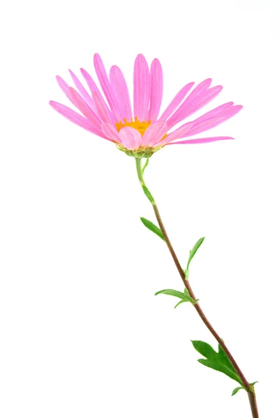 Delicate gerbera daisy — Stok Foto