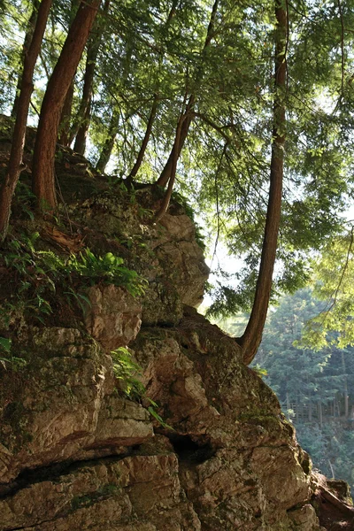 Árvores crescendo em uma encosta de montanha rochosa — Fotografia de Stock