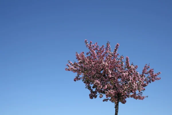 Bloeiende pruimenboom en blauwe hemel — Stockfoto