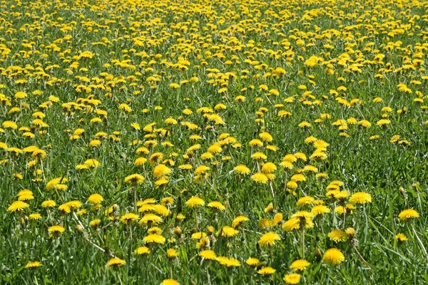 Césped soleado diente de león —  Fotos de Stock