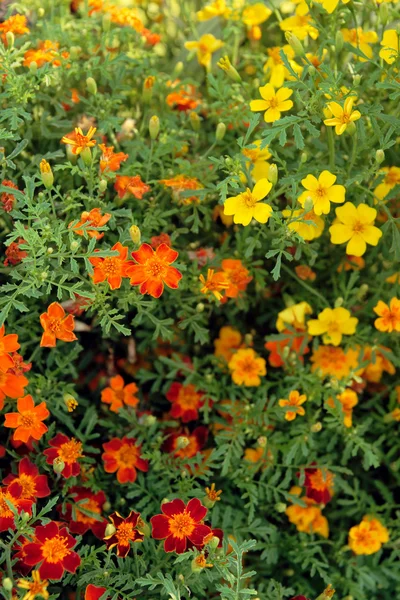 Feliz flores ensolaradas — Fotografia de Stock