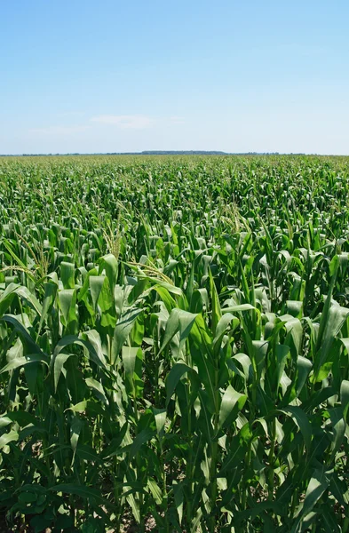 Groene zomer cornfield — Stockfoto