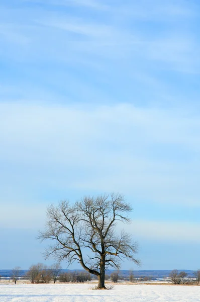 在冬天的字段棵孤独的树 — 图库照片