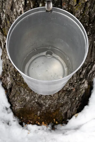 Bucket on a tree filled with maple sap — Stock Photo, Image