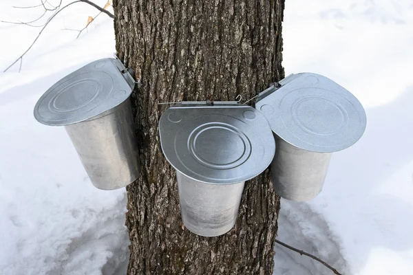 Pails on a maple tree for collecting sap — Stock Photo, Image