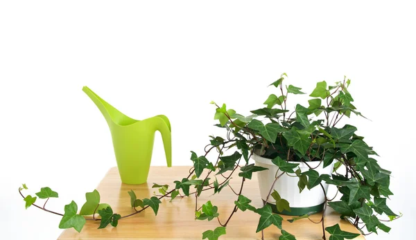 Ivy in pot and green watering can — Stock Photo, Image