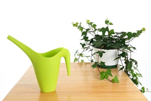 Green watering can and ivy in pot — Stock Photo, Image