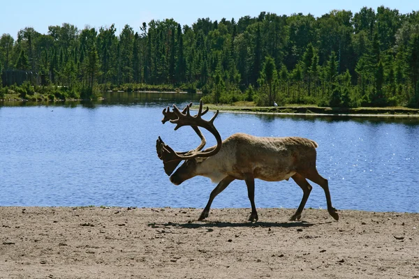 Woodland Caribou — Stock fotografie