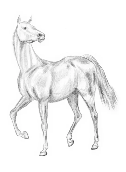 Walking horse drawing — Stock Photo, Image