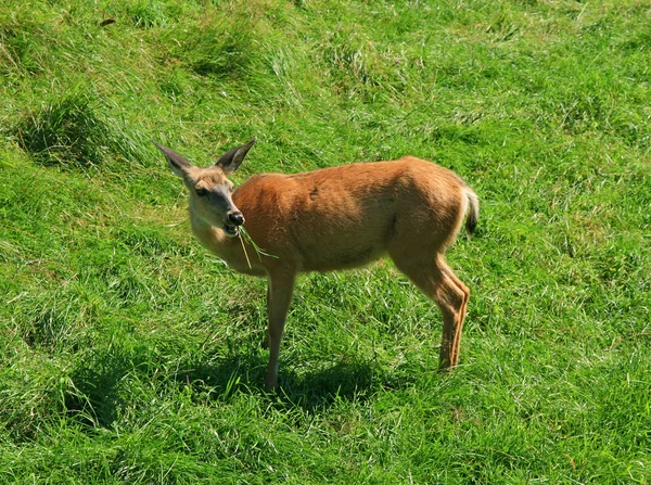 Cerf de Virginie mangeant de l'herbe — Photo