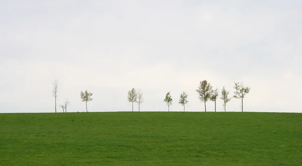 Campo verde de primavera com árvores — Fotografia de Stock