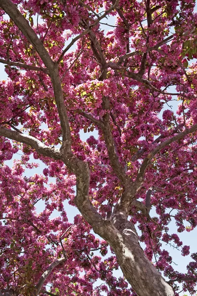 Arbre en fleurs — Photo