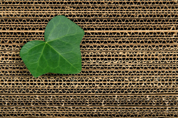 Green leaf on cardboard background