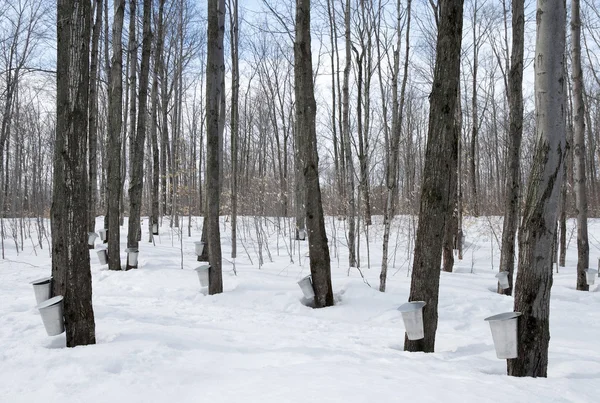 Kanada Akçaağaç şurubu sezon — Stok fotoğraf