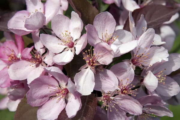 Rosa Apfelblüte — Stockfoto