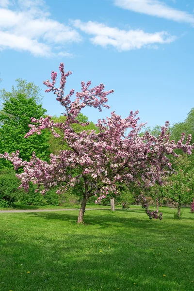 Blooming tree on a green lawn — Stock Photo, Image