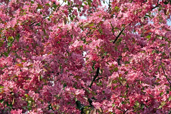 Roze spring blossoms — Stockfoto