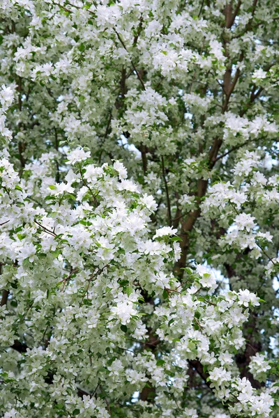 開花ナシの木 — ストック写真