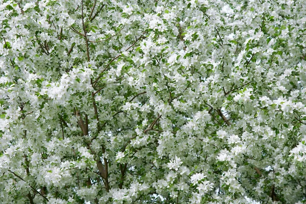 Pozadí bílý květ — Stock fotografie